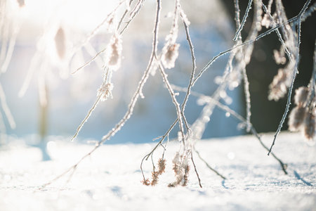 tree branches covered with frost in winter early in the morning, natural winter phenomenon, natural winter backgroundの写真素材