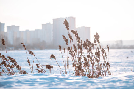 dry ears of reed in the snow near the lake in winter. natural background, winter natureの写真素材