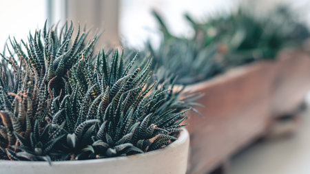 house plant on the windowsill, succulent growing in a pot at home, caring for house plantsの写真素材