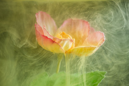beautiful flower with pink petals in clouds of yellow smoke on black background, photo underwater, clouds of paint in water, aquarium, spring, summer concept, creativity, artの写真素材
