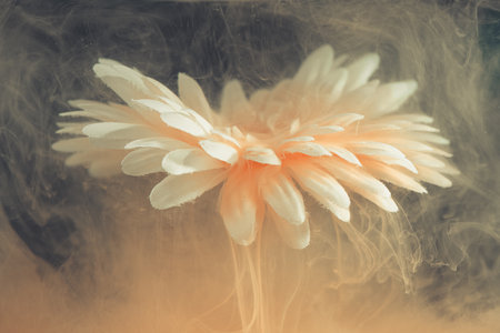 beautiful flower with white petals in clouds of peach smoke on black background, photo underwater, clouds of paint in water, aquarium, spring, summer concept, creativity, artの写真素材