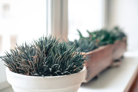 house plant on the windowsill, succulent growing in a pot at home, caring for house plantsの写真素材
