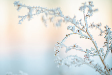 frost on grass, plants in winter early in the morning, natural winter phenomenon, natural winter backgroundの写真素材