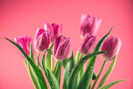 Bright pink tulips on a pink background. Concept of spring, holiday, spring blossomの写真素材