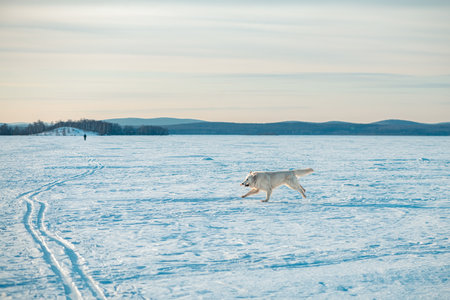 The White German Shepherd Dog walks in winter on a lake covered with ice and snow.の写真素材