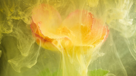 beautiful flower with pink petals in clouds of yellow smoke on black background, photo underwater, clouds of paint in water, aquarium, spring, summer concept, creativity, artの写真素材