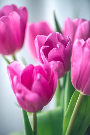 Pink tulips on window background with white tulle. Concept of spring, holiday, spring blossomの写真素材
