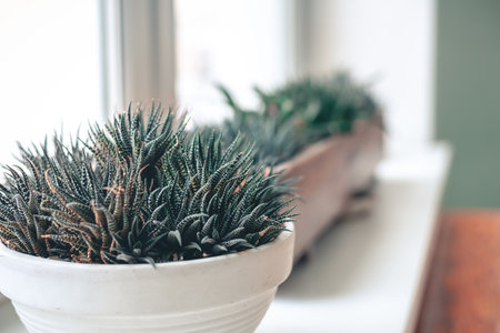 house plant on the windowsill, succulent growing in a pot at home, caring for house plantsの写真素材