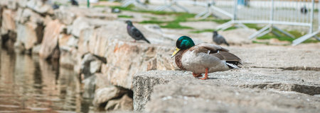 banner drake with green head, duck sitting on stones next to a pond in springの写真素材