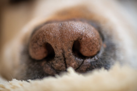 labrador retriever dog lying on his soft dog bed and sleeping. Labrador's nose close up, focus on the nose of cute purebred pet doggy resting napping indoorsの写真素材
