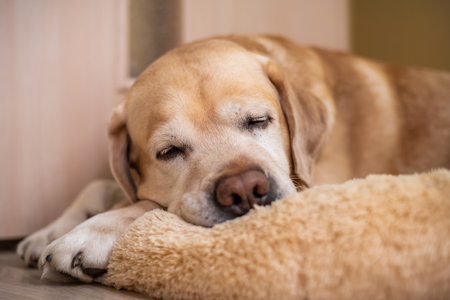 labrador retriever dog lying on his soft dog bed and sleeping. Closeup portrait of cute purebred pet doggy resting napping indoorsの写真素材