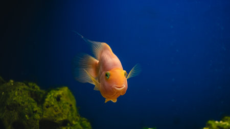 yellow, orange fish Red parrot cichlid parrot swims in aquarium, fish care, blue background, underwater world, slow motionの写真素材