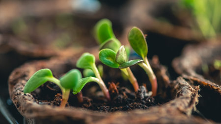 green sprouts of seedlings in peat pots, on the windowsill near the window indoors. Gardening, seedlings, agricultureの写真素材