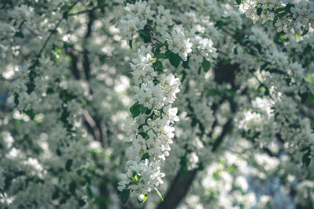 Fresh beautiful flowers of the apple tree blooming in the spring with copy spaceの写真素材