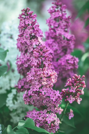 Beautiful pink lilac blooms in spring, spring, floweringの写真素材