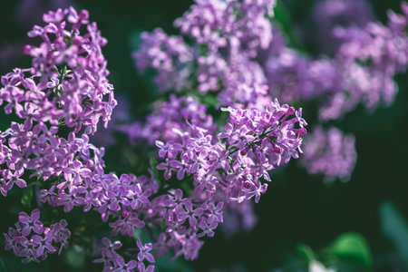 Beautiful lilac lilac blooms in spring, spring, floweringの写真素材