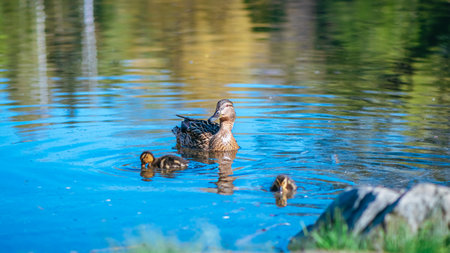 mother duck swims on the lake with her little cute ducklings, spring, summer, bird lifeの写真素材