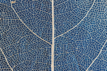 macro photography, natural plant background in the form of a skeletonized leaf of light beige color on blue background, close upの写真素材