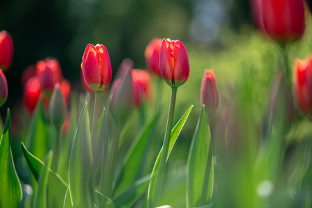 lots of beautiful bright red tulips, spring natural background, calm, peaceful atmosphereの写真素材