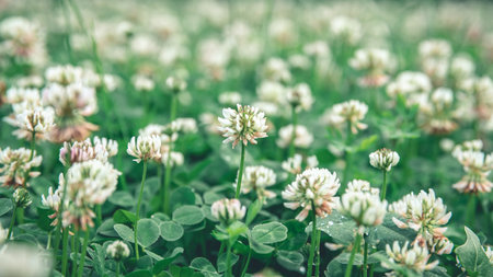 natural natural background, close up a lot of creeping white clover on the field, with copy spaceの写真素材