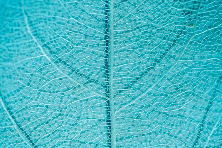 macro photography, natural plant background in the form of a skeletonized leaf of blue sky color,...