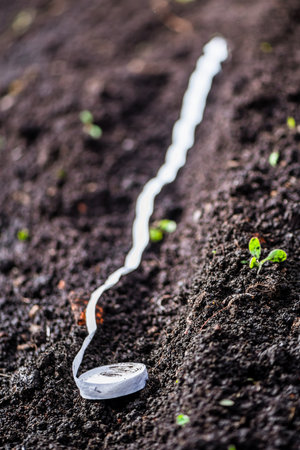 The process of planting seeds on a tape in the ground, planting carrots. agriculture, gardenの写真素材