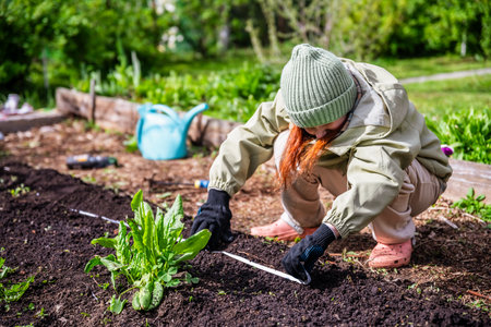 A teen girl helps plant carrot seeds in the ground with a seed tapeの写真素材