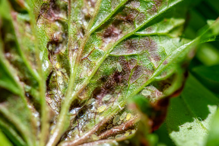 aphids on damaged currant leaves, Pests on garden plants, gardening, pest controlの写真素材