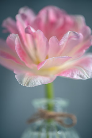 Beautiful pink flower tulip in a transparent small vase on a light background, tender card for a birthday, mother's day or wedding, congratulationsの写真素材