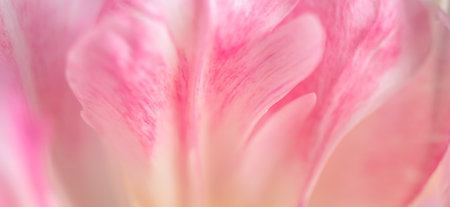 macro photography, delicate abstract natural pink background, flower petals, pink tulipの写真素材