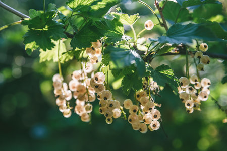 Beautiful clusters of white currents in the sun. harvest, garden, agricultureの写真素材