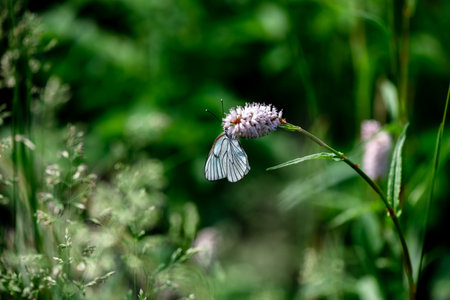 White butterflies hawthorns, cabbage moths sitting on a flower in summerの写真素材