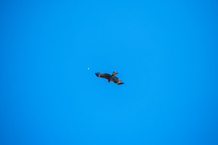 A bird of prey with a large wingspan soars, flies in the air, against the background of a blue sky