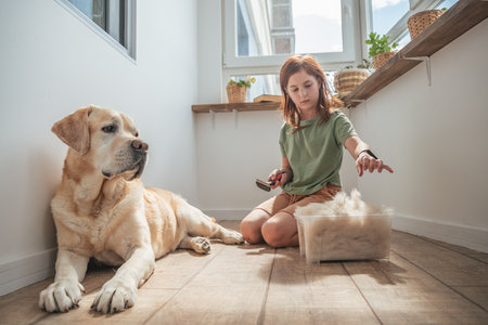 girl combing the hair of her labrador dog. Grooming undercoat dogs. Labrador retriever. Concept hygiene and care for dogs. Problem spring molt pet.の写真素材