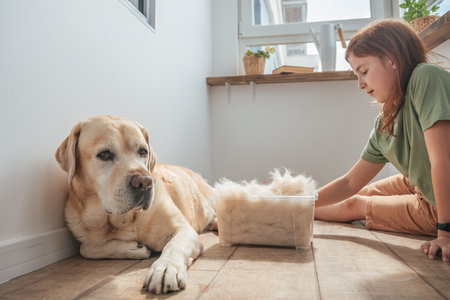 girl combing the hair of her labrador dog. Grooming undercoat dogs. Labrador retriever. Concept hygiene and care for dogs. Problem spring molt pet.の写真素材