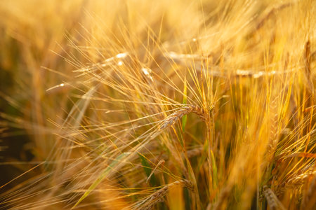 Beautiful bright yellow orange wheat in a wheat field. Photo, wallpaperの写真素材