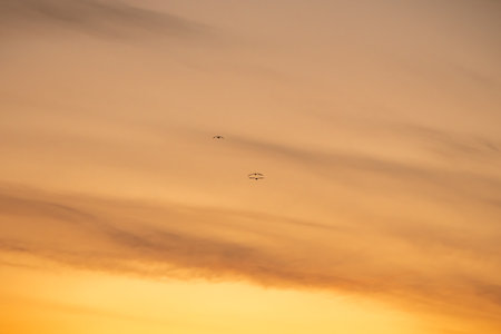Silhouettes of birds in orange sky at sunset, with copy spaceの写真素材
