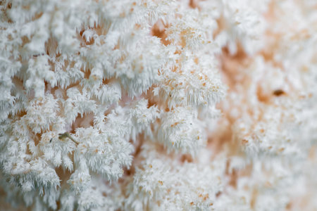 Macro Photography Texture of coral's Lion's Mane Mushroom
