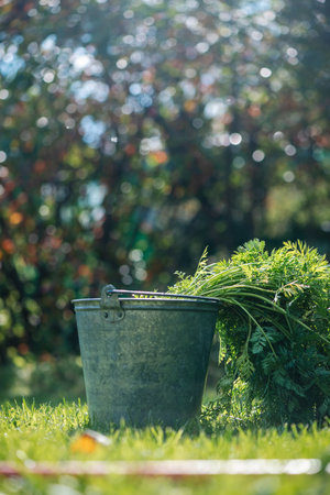 agriculture, harvesting, garden. Carrots are washed in a bucket of water. day, beautiful lightの写真素材