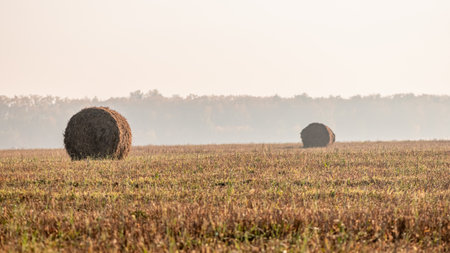 Autumn morning, fog. fields with round haystacksの写真素材