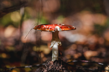 Beautiful large mushroom amanita in the forestの写真素材