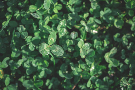 A field of clover in the morning dew. natural background, top viewの写真素材