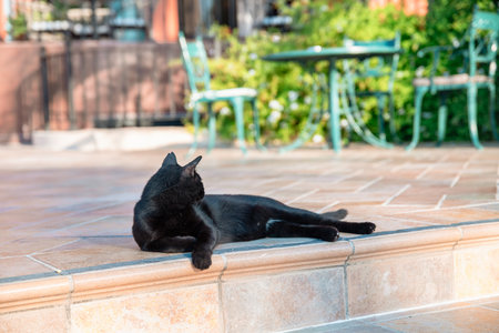 Black Street Stray Cat Lying On Steps Outsideの写真素材