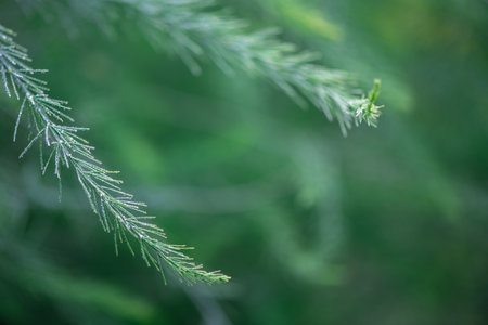 Asparagus plant in dew drops. natural background with copy space