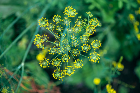 Blossom dill plant on a green background macro photography on a sunny summer day. Dill umbels with...