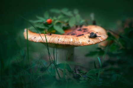 Beautiful scenic photo of mushroom in the forest Russula foetensの写真素材