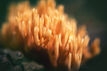 Macro Ramaria vulgaris mushroom grows in the forestの写真素材