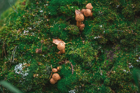 beautiful honey mushrooms on a tree covered with moss, grow in the forest, autumn, mushrooms, with copy spaceの写真素材