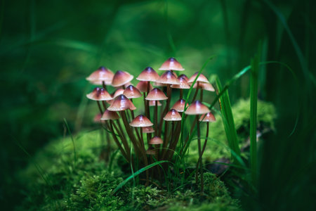mushrooms grow beautifully on a log in the forest, surrounded by green moss, grass and leavesの写真素材