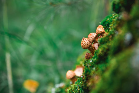beautiful honey mushrooms on a tree covered with moss, grow in the forest, autumn, mushrooms, with...